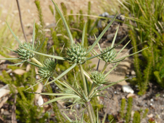 Eryngium bocconei / Calcatreppola di Boccone